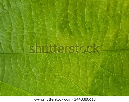 a photography of a green leaf with a small bug on it.