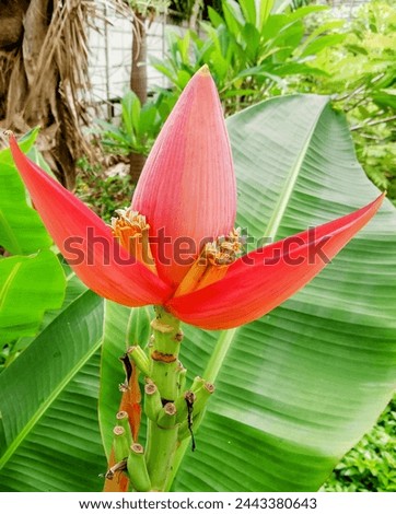 a photography of a red flower with a green stem in a garden.
