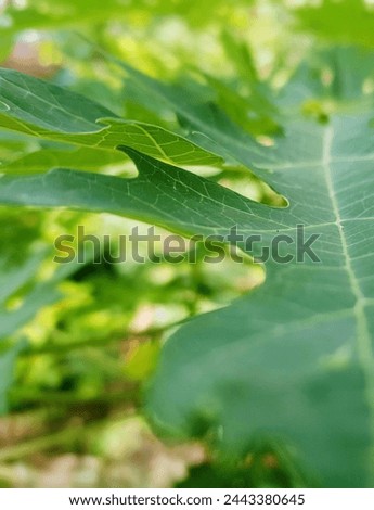 a photography of a close up of a leaf with a bug on it.