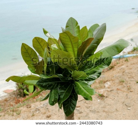 a photography of a plant in a vase on a beach.