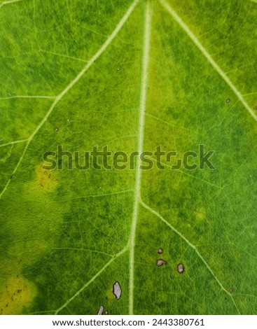 a photography of a leaf with a small insect on it.