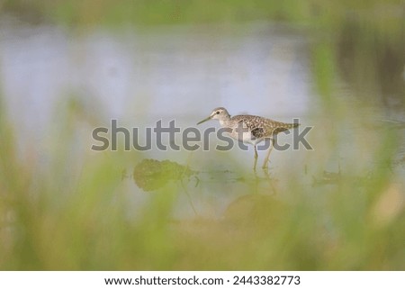 The wood sandpiper (Tringa glareola) is a small wader. This Eurasian species is the smallest of the shanks, which are mid-sized long-legged waders of the family Scolopacidae. Royalty-Free Stock Photo #2443382773