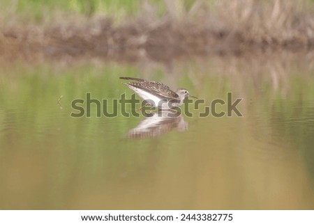 The wood sandpiper (Tringa glareola) is a small wader. This Eurasian species is the smallest of the shanks, which are mid-sized long-legged waders of the family Scolopacidae. Royalty-Free Stock Photo #2443382775