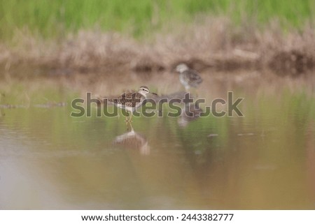 The wood sandpiper (Tringa glareola) is a small wader. This Eurasian species is the smallest of the shanks, which are mid-sized long-legged waders of the family Scolopacidae. Royalty-Free Stock Photo #2443382777