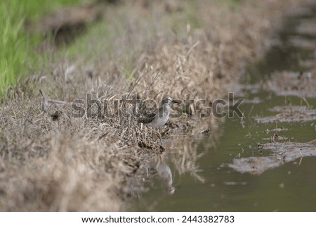 The wood sandpiper (Tringa glareola) is a small wader. This Eurasian species is the smallest of the shanks, which are mid-sized long-legged waders of the family Scolopacidae. Royalty-Free Stock Photo #2443382783
