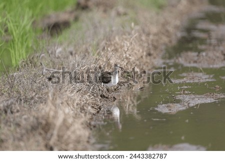 The wood sandpiper (Tringa glareola) is a small wader. This Eurasian species is the smallest of the shanks, which are mid-sized long-legged waders of the family Scolopacidae. Royalty-Free Stock Photo #2443382787