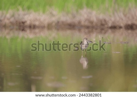 The wood sandpiper (Tringa glareola) is a small wader. This Eurasian species is the smallest of the shanks, which are mid-sized long-legged waders of the family Scolopacidae. Royalty-Free Stock Photo #2443382801