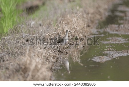 The wood sandpiper (Tringa glareola) is a small wader. This Eurasian species is the smallest of the shanks, which are mid-sized long-legged waders of the family Scolopacidae. Royalty-Free Stock Photo #2443382805