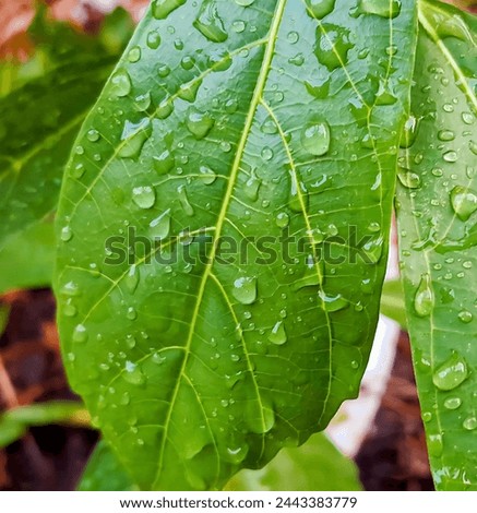 a photography of a green leaf with water droplets on it.