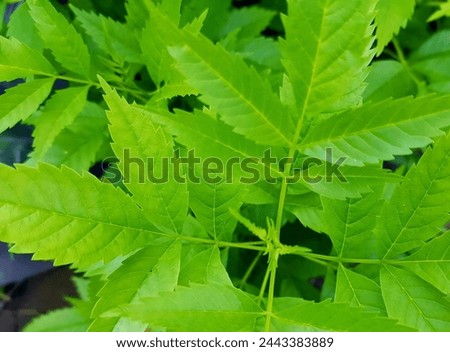 a photography of a green plant with leaves and a bug on it.