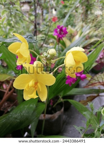 Beautiful yellow orchid flowers inthe garden 