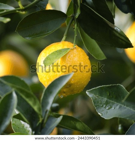 Fresh lemons picture. Lemons with tree picture. Lemon natural healthy vegetable food image. This is a lemon vegetable food image. This is looking good image for use in your different projects. 