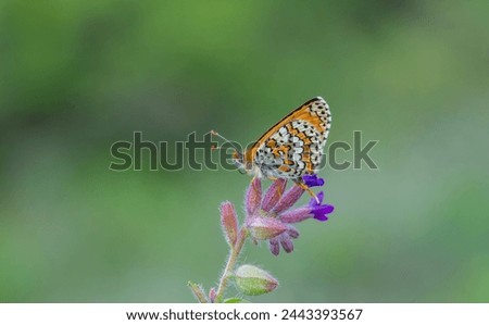 Red butterfly on flower, Glanville Fritillary, Melitaea cinxia
