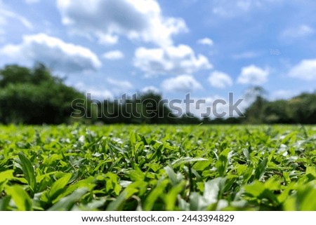 green grass field in park or forest with cloudy sky, shallow depth of field