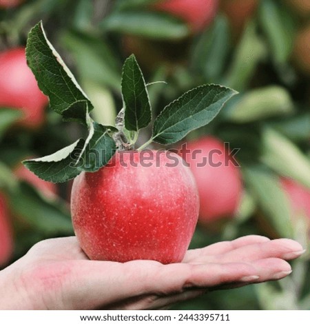 Fresh Apple picture. Fresh Apple natural healthy fruit image. Fresh Apple delicious fruit image. This is a fresh Apple image. This is looking good image for use in your different projects. 
