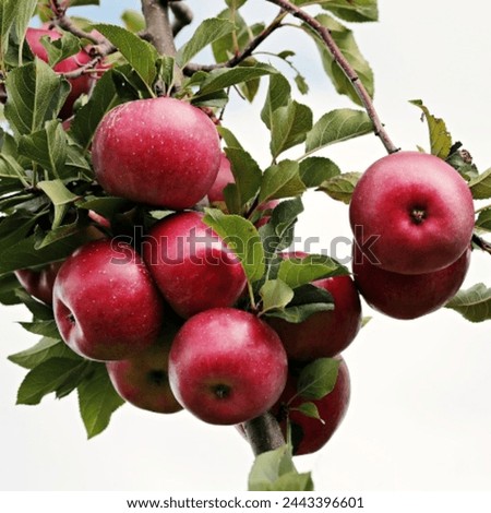 Fresh Apples picture. Fresh Apples with tree picture. Fresh Apples natural healthy fruit image. This is a fresh Apples with tree image. This is looking good image for use in your different projects. 