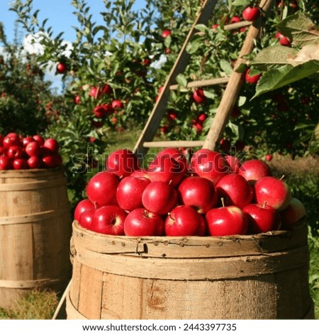 Apples picture. Fresh Apples image. Apples natural healthy fruit image. This is a apples healthy fruit image. This is looking good image for use in your different projects. 