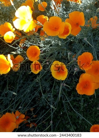 The orange poppy flower boasts delicate petals in vibrant hues ranging from golden-orange to deep tangerine, often with contrasting dark centers and Blooming in spring.
