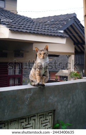 A cute and adorable cat is sitting on the fence. Paint with a mixture of brown, white and orange. Animal photography. Animal themes. Selective Focus. Domestic Cat. Shot in Macro lens Royalty-Free Stock Photo #2443400635