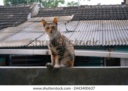 A cute and adorable cat is sitting on the fence. Paint with a mixture of brown, white and orange. Animal photography. Animal themes. Selective Focus. Domestic Cat. Shot in Macro lens Royalty-Free Stock Photo #2443400637