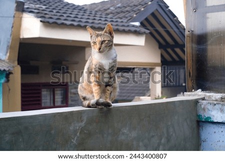A cute and adorable cat is sitting on the fence. Paint with a mixture of brown, white and orange. Animal photography. Animal themes. Selective Focus. Domestic Cat. Shot in Macro lens Royalty-Free Stock Photo #2443400807