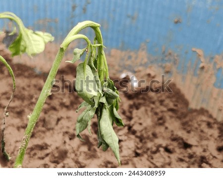 A picture of Green Chilli Plant.
