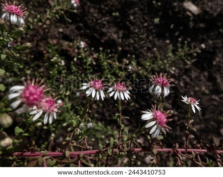 Close-up shot of the Horizontal Calico aster (Aster lateriflorus Britton var. horizontalis) flowering with white flowers that feature purplish-red center disk in the garden Royalty-Free Stock Photo #2443410753