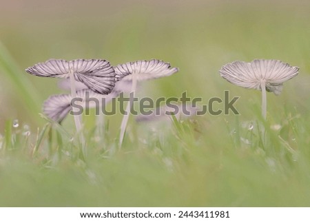 group of mushrooms in rain, water droplet, grass lawn