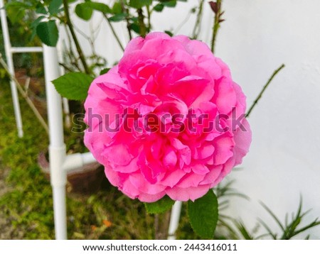 Beautiful sweet pink roses are blooming and bright in the rose garden among the green leaves with the good weather on a sunny day in the rainy season.