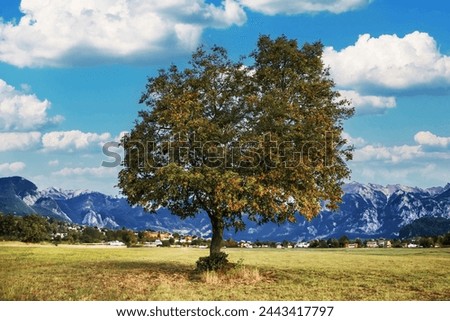 Scenic Beauty: Captivating Tree Silhouette Gracing the Horizon of Serene Countryside Royalty-Free Stock Photo #2443417797
