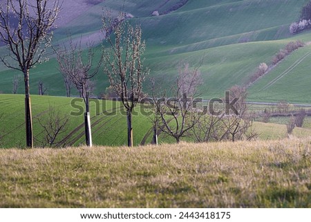 South Moravian beatiful spring waves, Moravian Tuscany, around Sardice, Czechia. Sardice hills area near to Kyjov, Czech Republic Royalty-Free Stock Photo #2443418175