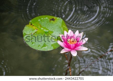 Pink lotus flower in the summer, nature picture
