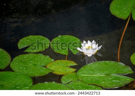  white lotus flower bloom on water, nature picture