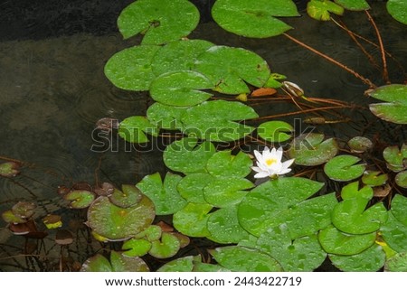  white lotus flower bloom on water, with a lot Many lotus leaves. nature picture