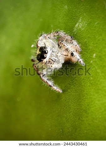 Spider, Hyllus Diardi close up picture 