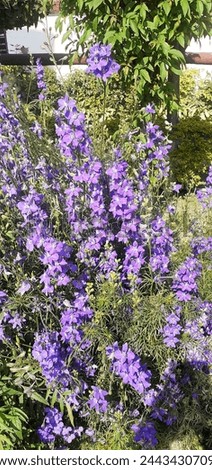 Consolida Ajasis is a Ranunculaceae family flowering plant. It's a Eurasian native flowering plant. It is also known Rocket Larkspur and Doubtful Knight's Spur. Royalty-Free Stock Photo #2443430709