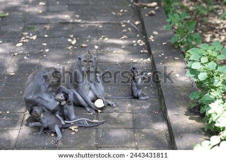 monkey with cute baby, mother and child, animal world	