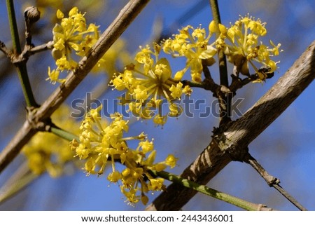 The blooming tree with yellow flowers - Cornus mas (Cornelian cherry, European cornel or Cornelian cherry dogwood)