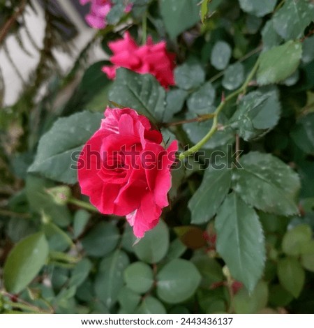 This is a garden rose picture 