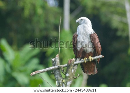 The bondol eagle aka "Elang Bondol" (Haliastur indus) is a species of bird of prey from the family Accipitridae perched on a tree branch on a green background