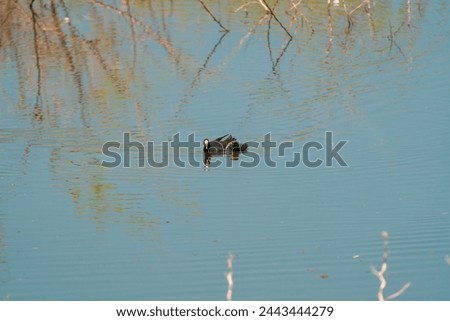  beautiful photograph of morehens swimming calmly in turquoise blue lake pond sea mangrove forest bird sanctuary wildlife reflections ripples fresh clear water wallpaper wetlands swamp marshlands 