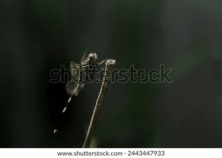 a common dragonfly perches on a branch during the day