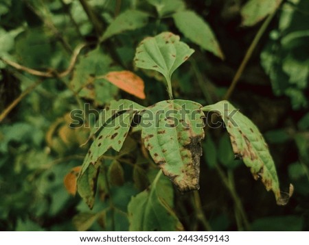 Black spot on rose leaves. Black spot is a fungal disease (Diplocarpon rosae) that affects roses.