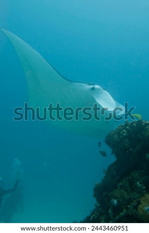 An isolated Manta in the blue sea background Royalty-Free Stock Photo #2443460951