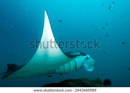 An isolated Manta in the blue sea background Royalty-Free Stock Photo #2443460989