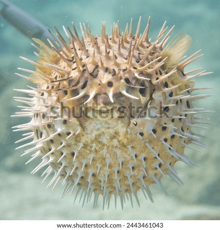 Inflated porcupine puffer ball fish