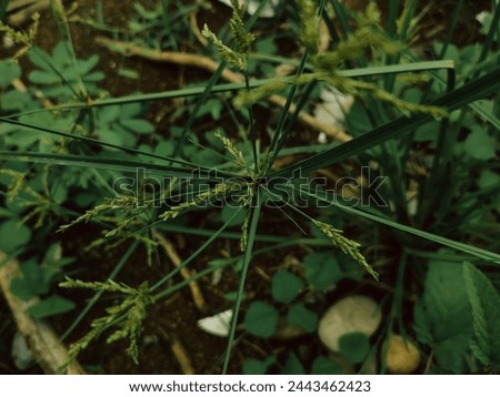 Closeup Cyperus rotundus or nut grass or "teki ladang" in Bahasa. Grow in the house yard with defocused weeds background. no people.