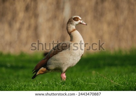 Egyptian goose. Birds in the wild. Flying and waterfowl species of birds. Photo for wallpaper or background.