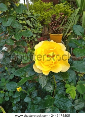 The yellow rose symbolizes friendship, joy, and warmth. Its vibrant color evokes feelings of happiness and optimism. Often given as a gift to convey appreciation and affection, the yellow rose is a ti
