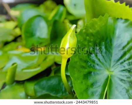 Close-up photo of flowers, blooming flower background picture, flower in the garden.Close-up of lotus buds waiting to bloom